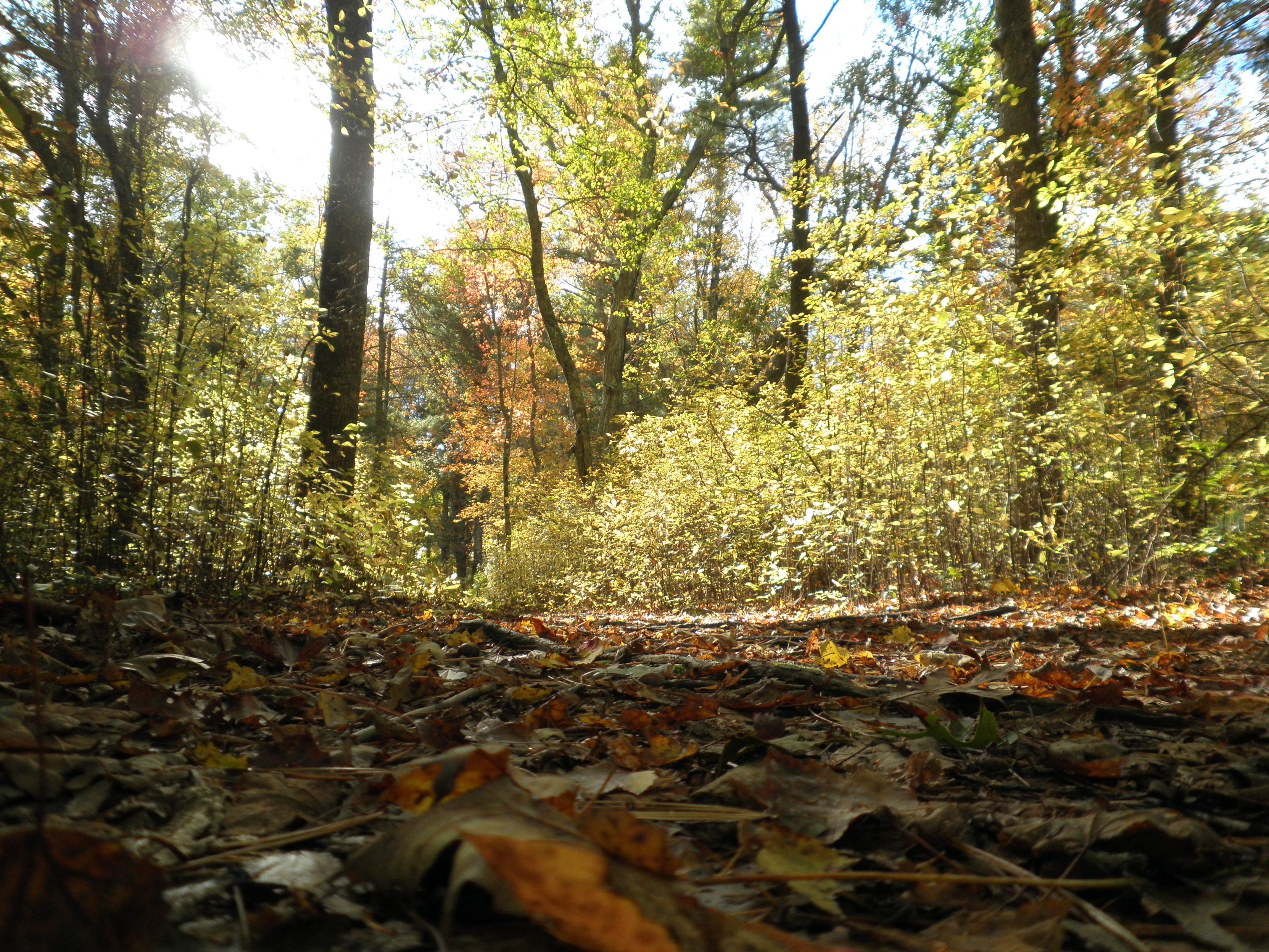 A path in the woods from left of path near ground. Late day sun rays coming from left. Softer, more saturated than the Pixel, debatably much more characteristic.