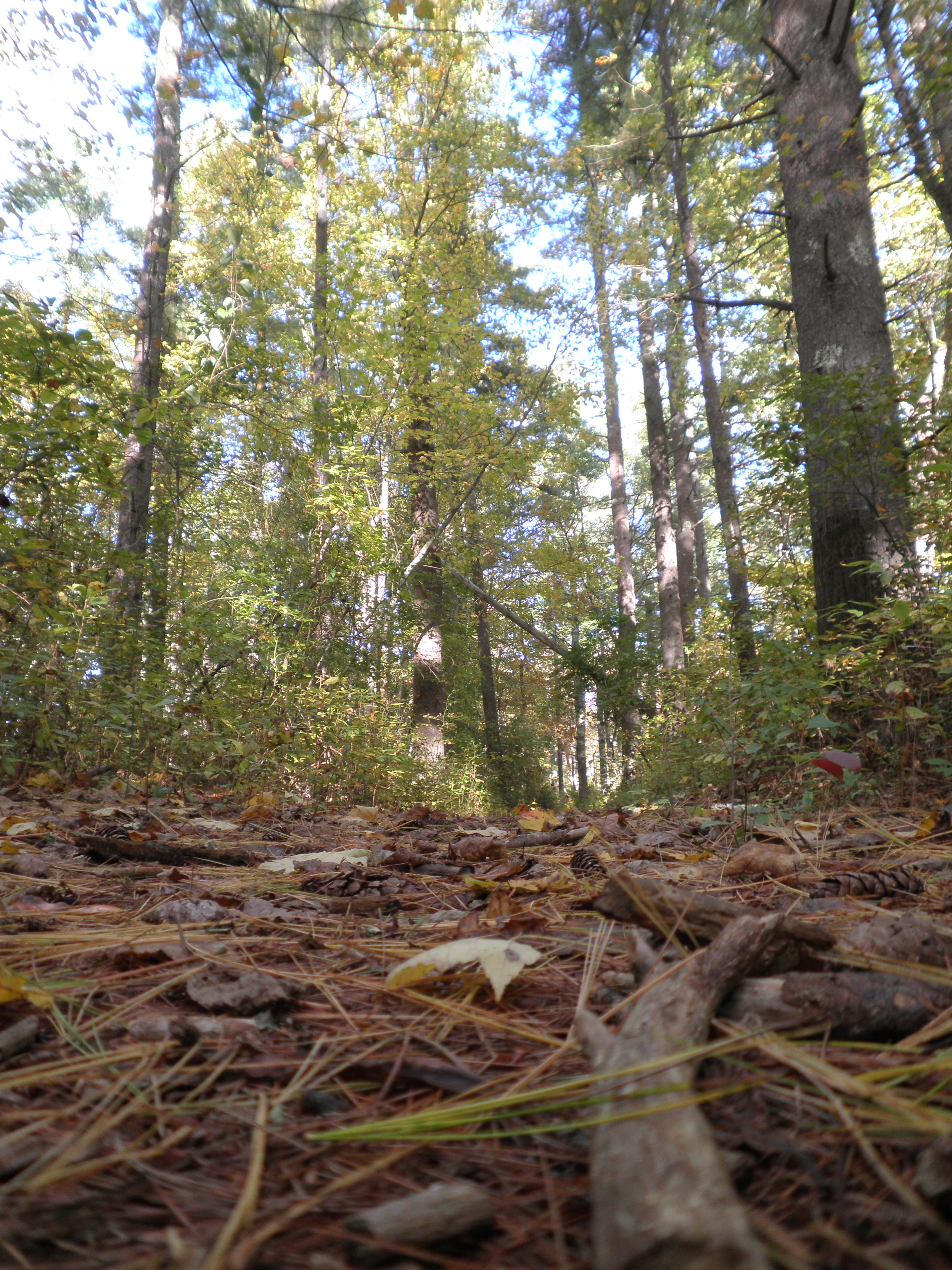 A path in the woods looking straight, near the ground. Noticible sun rays in near distance, with color balance much warmer accentuating fall leaf colors.