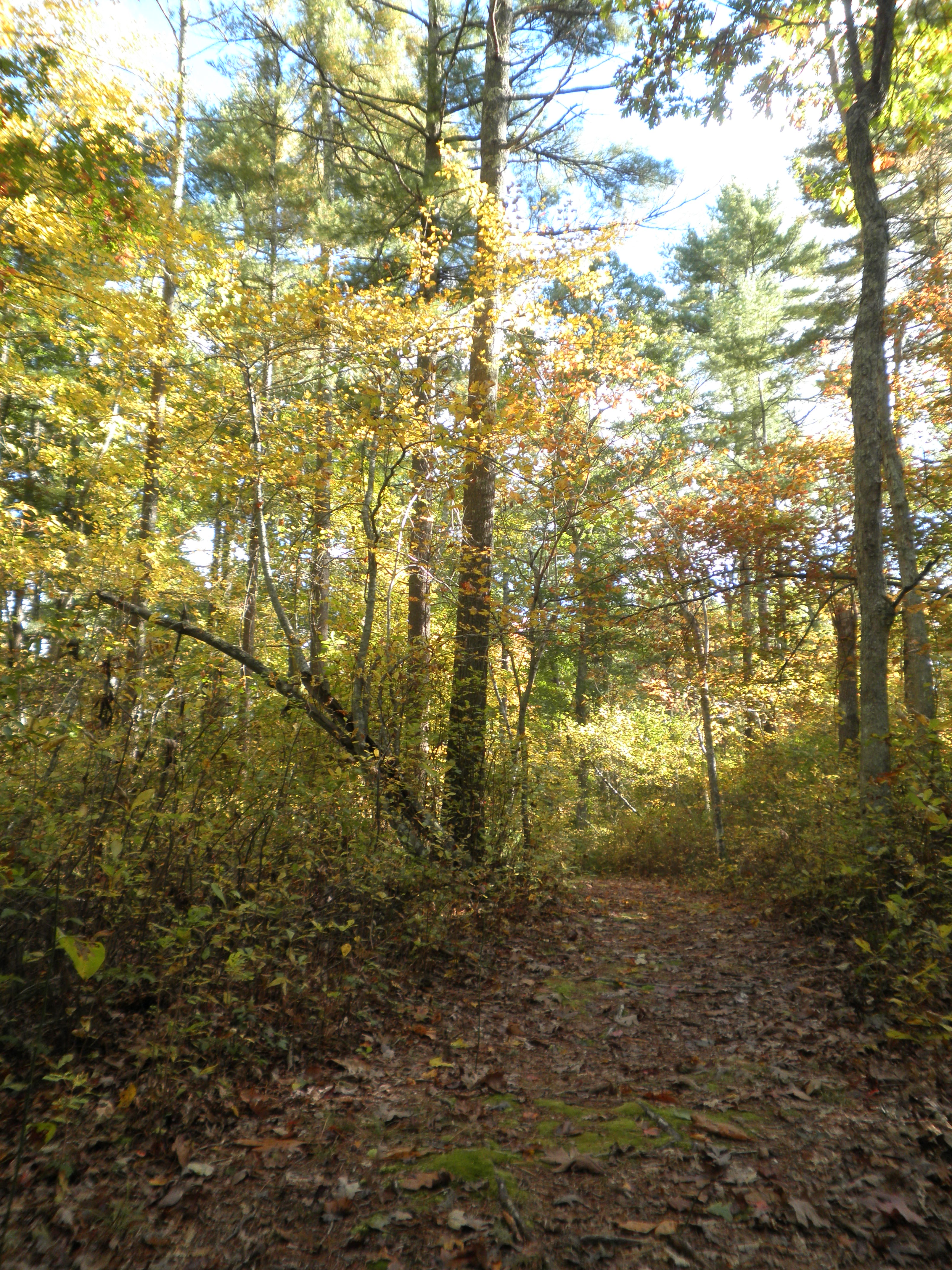 Path in woods straight, then veering left. Notable medium tree with yellow leaves in center of shot. Top of shot is a bit overexposed, but also accentuates bright sunlight from right, with more noticible sun rays than Pixel shot, along with much moren comfy colors