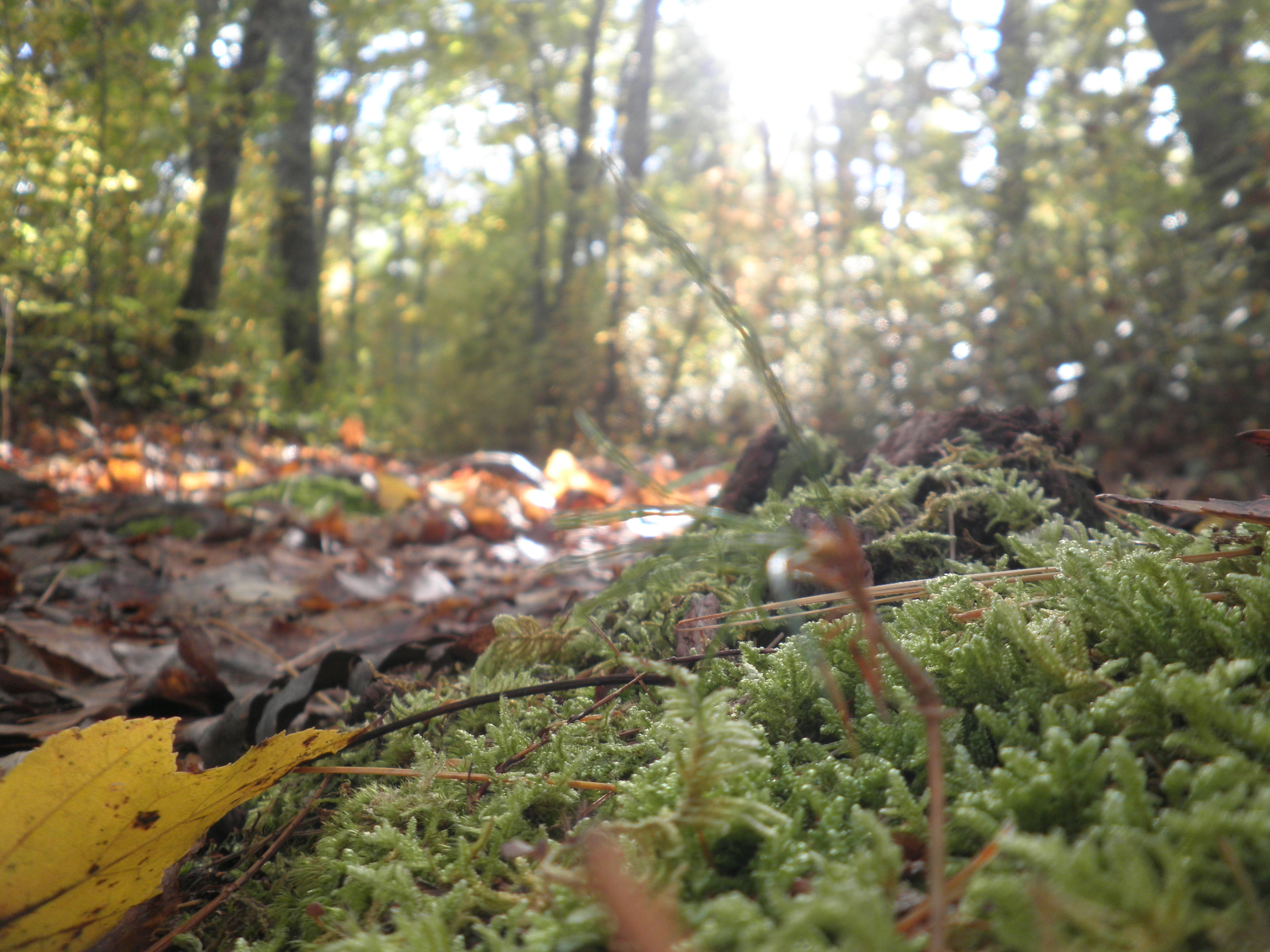 Some moss near the ground with path leading off in distance. Top of image is a bit overexposed, moss is a bit softer but not for the worse, sun rays are noticible, colors warmer.