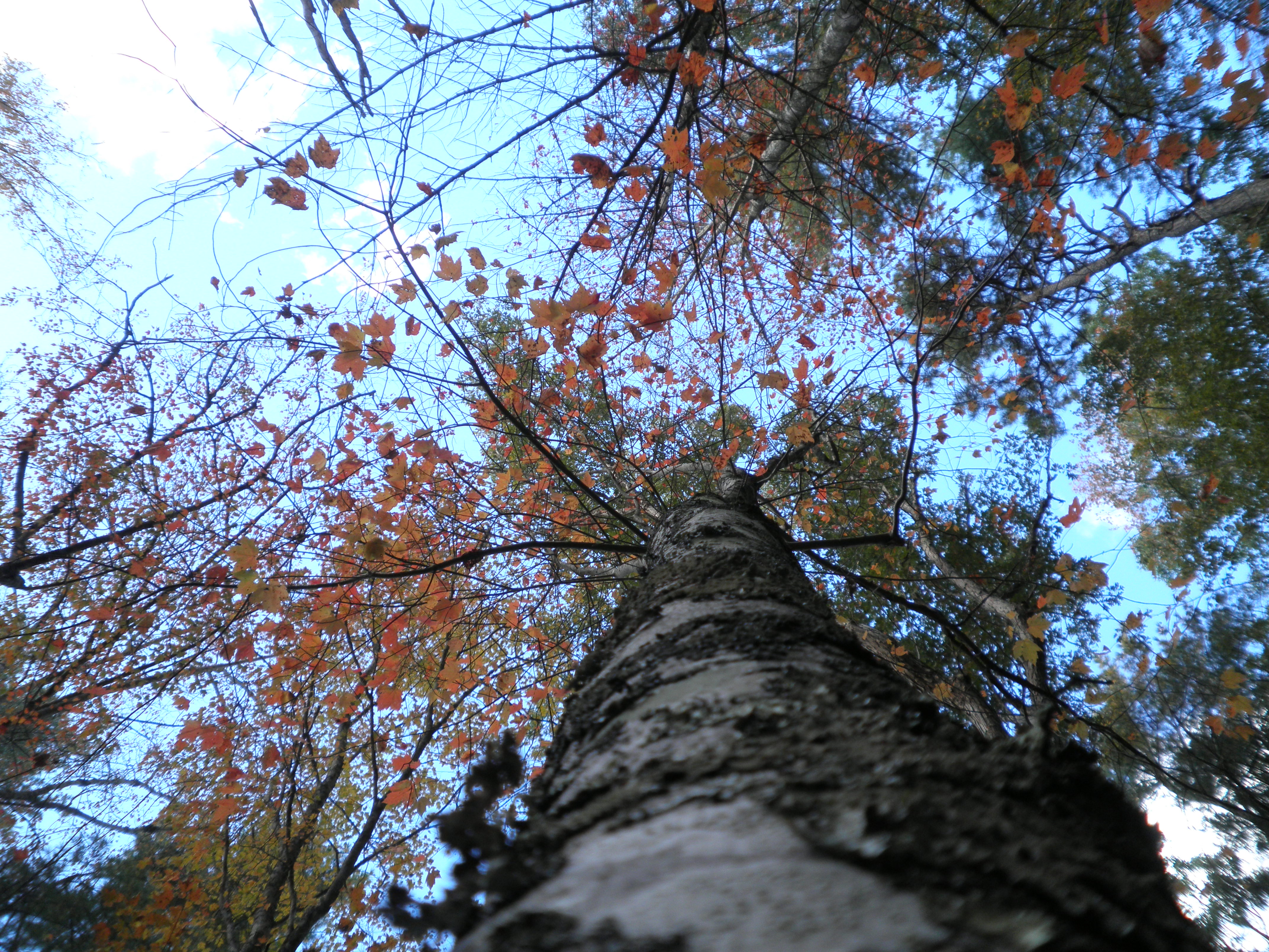 Camera is placed almos on trunk of a maple tree looking up to its canopy. A couple dozen red leaves are noticible. Sky is quite overexposed, but colors of tree trunk, leaves, and surrounding leaves are more natural looking