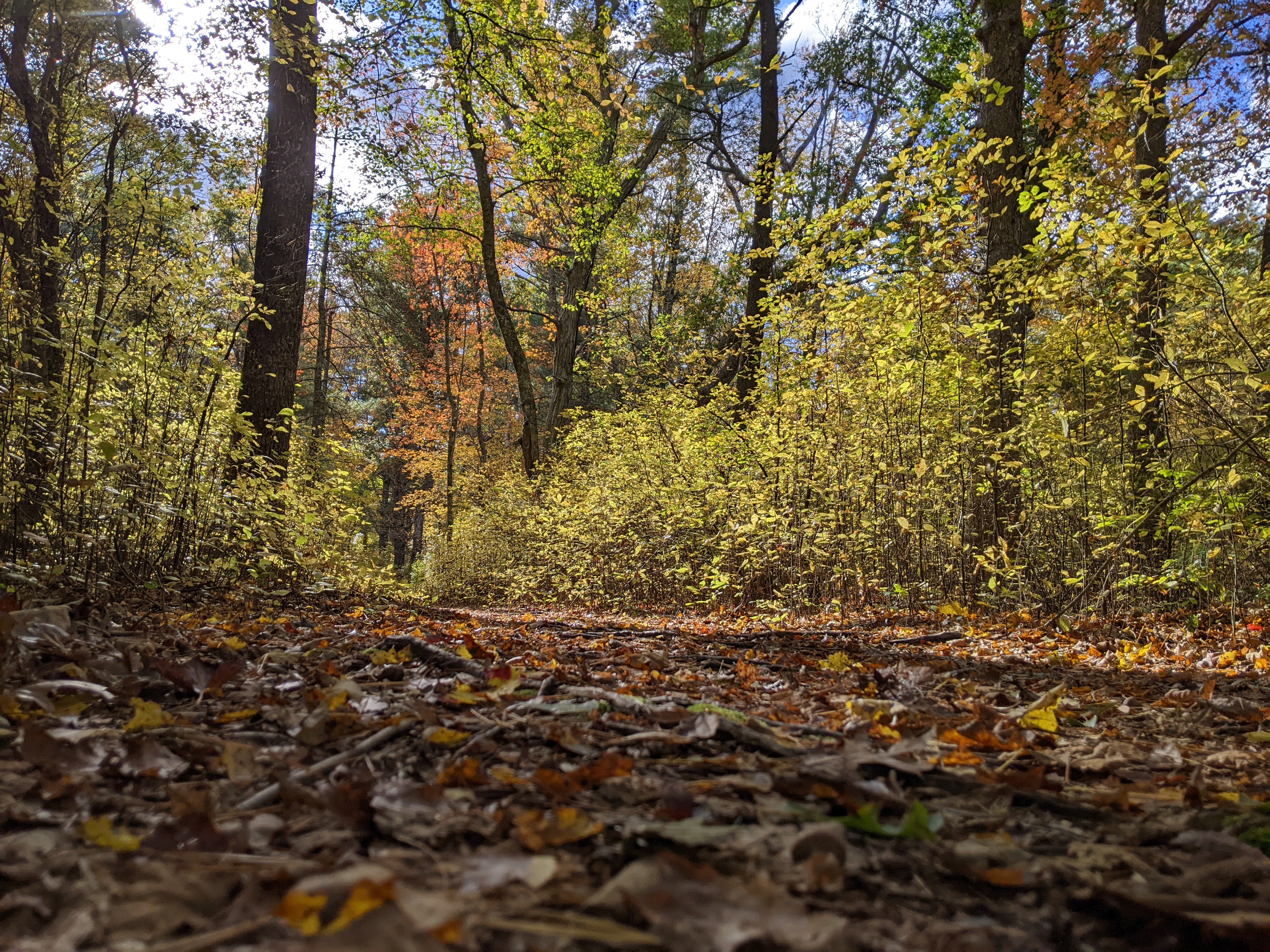 A path in the woods from left of path near the ground. Late day sun rays coming from the left. Notably sharper and more consistent than the Olympus, but also a bit drier.