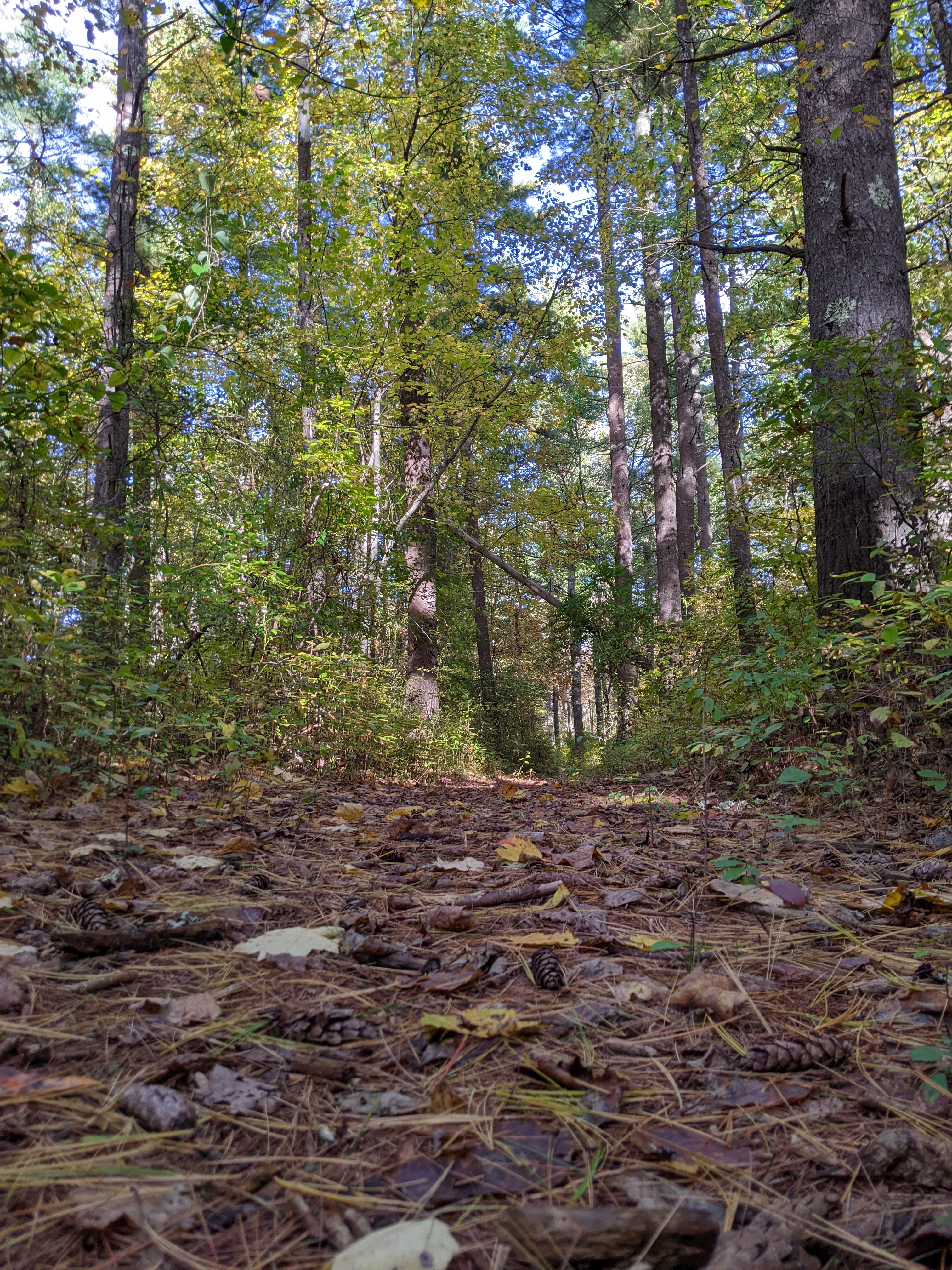 A path in the woods looking straight, near the ground. Refined edges and exposure, colors neutral.