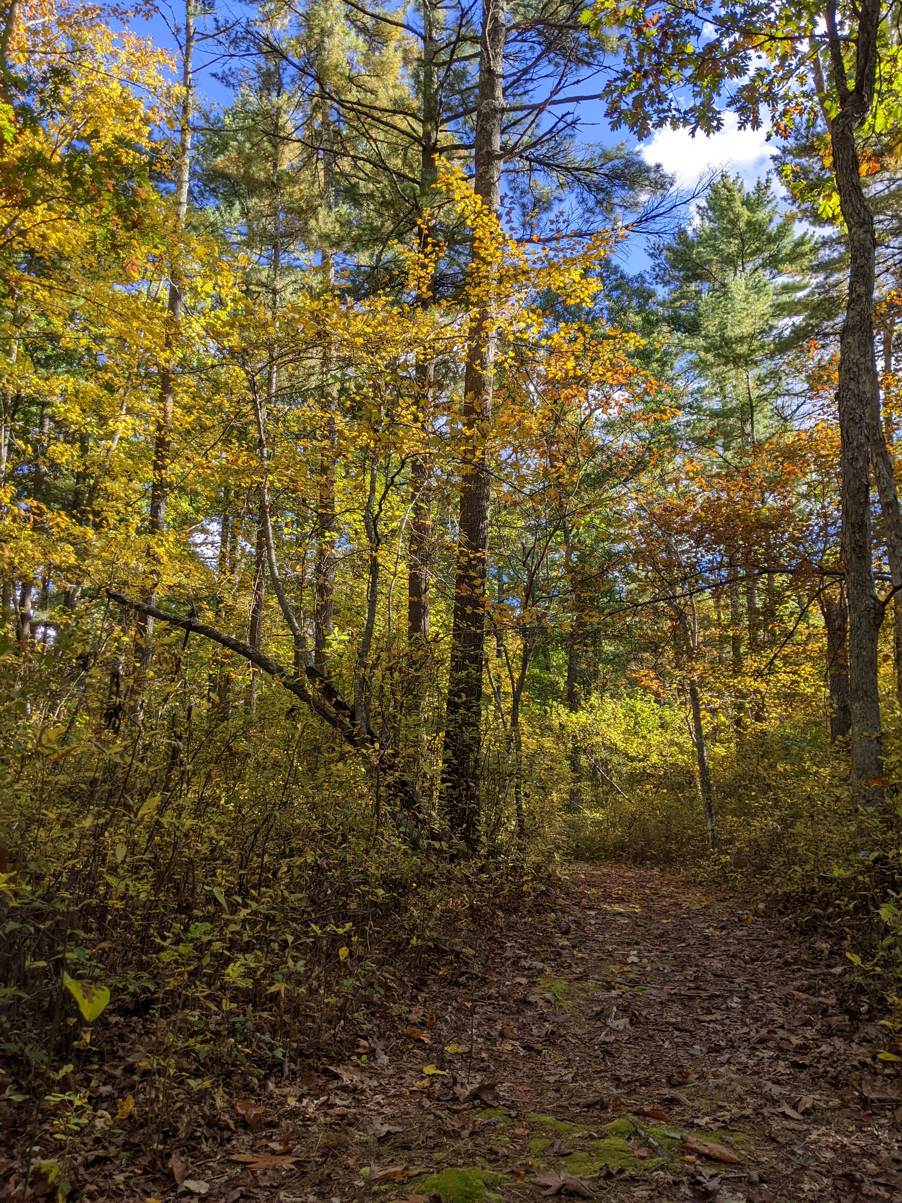 Path in woods straight, then veering left. Notable medium tree with yellow leaves in center of shot. Exposure is well composed, nothing over or under, colors neutral