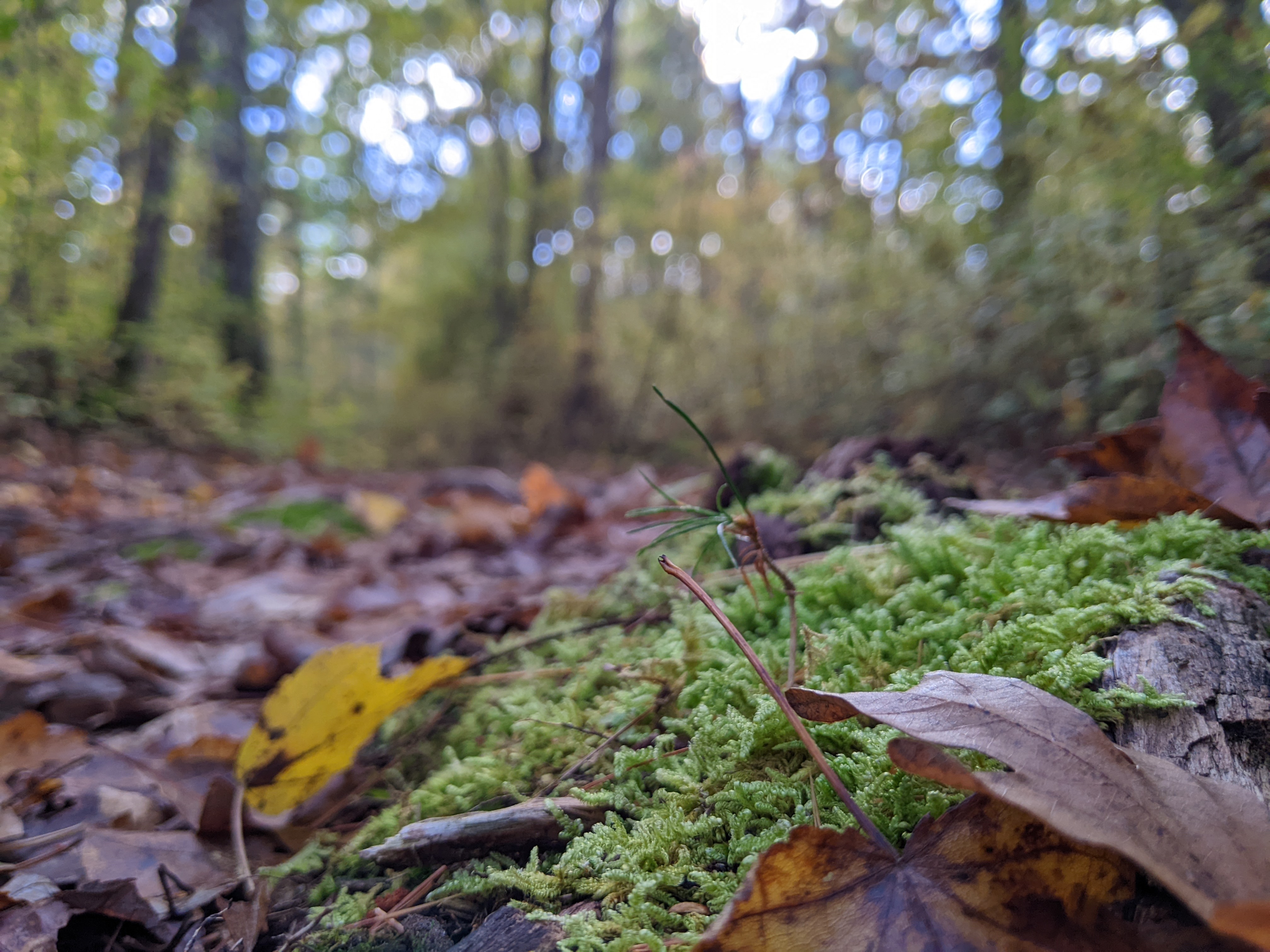 Some moss near the ground with path leading off in distance. Eveything is clear, but lighting is a bit flat.