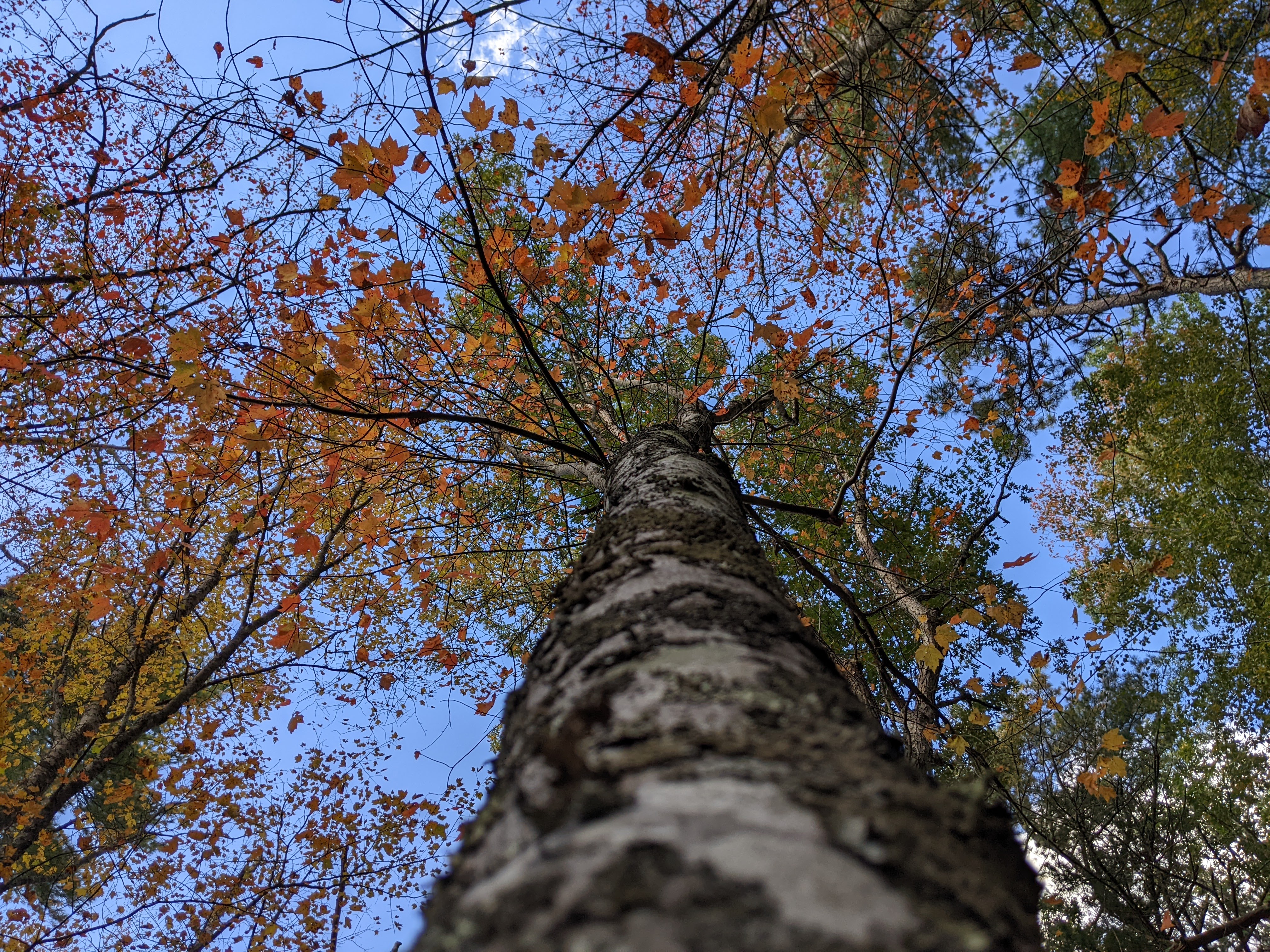 Camera is placed almos on trunk of a maple tree looking up to its canopy. A couple dozen red leaves are noticible. Exposure is perfect, nothing out of place, colors neutral.